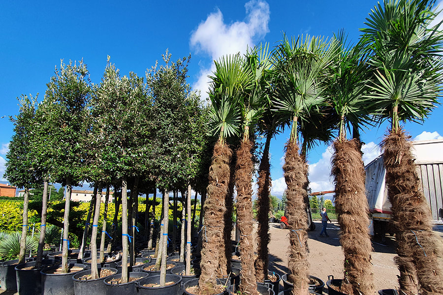 Green-Gate, waouw, palmier et chênes