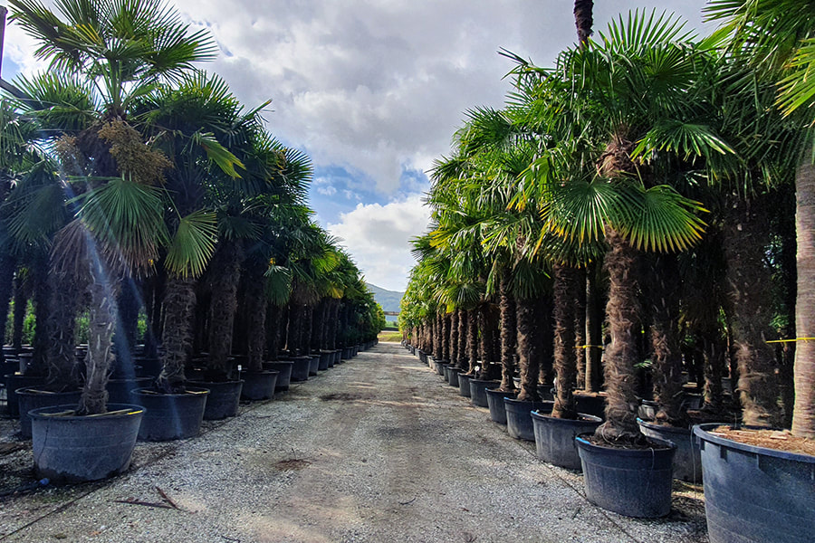 Green-Gate, waouw, palmiers en rangée